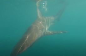 Bronze Whaler Sharks