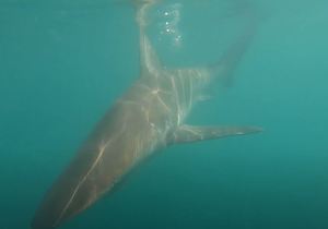 Bronze Whaler Sharks