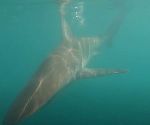 Bronze Whaler Sharks