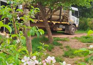 CCA-Treated Pine Poles for Pole Trellis System