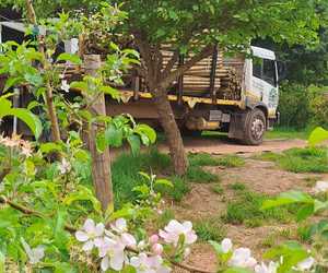 CCA-Treated Pine Poles for Pole Trellis System