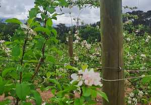 CCA-Treated Pine Poles for Pole Trellis System