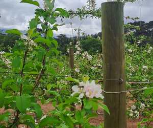 CCA-Treated Pine Poles for Pole Trellis System