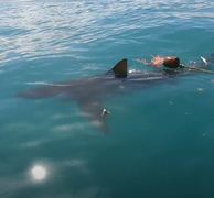 Stunning Views of Sharks!