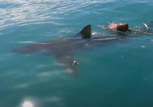 Stunning Views of Sharks!