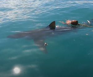 Stunning Views of Sharks!