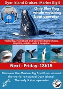 Next Dyer Island Marine Big 5 Tour: 27 October 2023