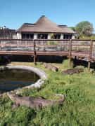 Croc Diving and Tours