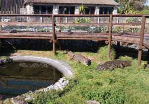 Croc Diving and Tours