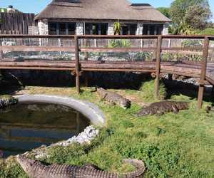 Croc Diving and Tours