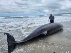 Cuvier’s Beaked Whale Stranded at Die Plaat