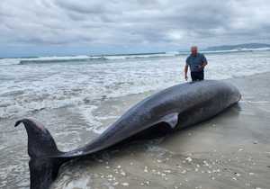 Cuvier’s Beaked Whale Stranded at Die Plaat