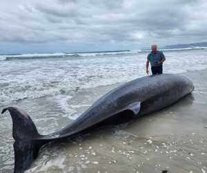 Cuvier’s Beaked Whale Stranded at Die Plaat