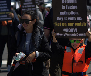 The Cookie is Crumbling for the African Penguin
