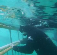 Viewing Sharks from Cage