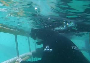 Viewing Sharks from Cage