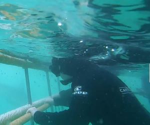 Viewing Sharks from Cage