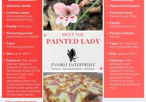 Meet the Painted Lady Pizza