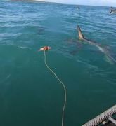 Sharks and Fish by Cage