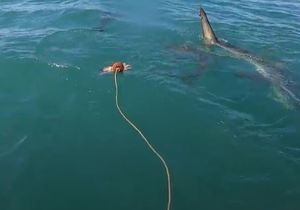 Sharks and Fish by Cage