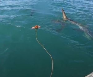 Sharks and Fish by Cage