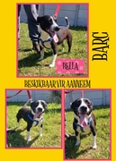 Up for Adoption: Beautiful Bella