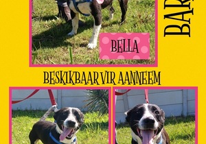 Up for Adoption: Beautiful Bella