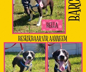 Up for Adoption: Beautiful Bella