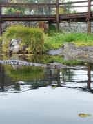 Meet Scarface - Crocodile of the Week