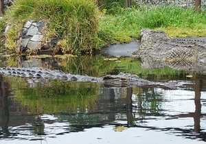 Meet Scarface - Crocodile of the Week