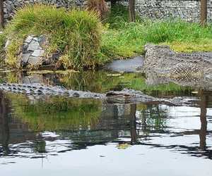 Meet Scarface - Crocodile of the Week