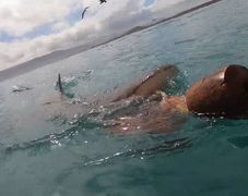 Shark at Surface