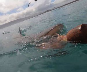 Shark at Surface