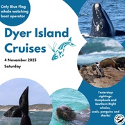 Next Dyer Island Marine Big 5 Tour: 4 November 2023