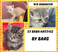 23 Kittens at BARC
