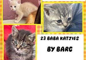 23 Kittens at BARC