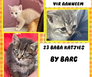 23 Kittens at BARC