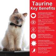 Key Benefits of Taurine