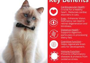 Key Benefits of Taurine