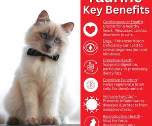 Key Benefits of Taurine