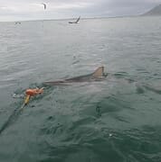 Sharks on Cloudy Day