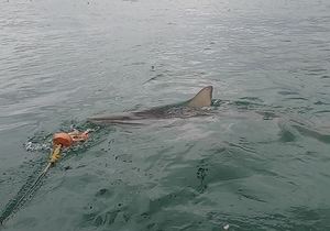 Sharks on Cloudy Day