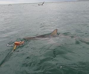 Sharks on Cloudy Day