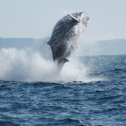 Hermanus Welcomes You to an Unforgettable Whale Season!