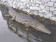 Meet Marli - Crocodile of the Week