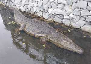 Meet Marli - Crocodile of the Week