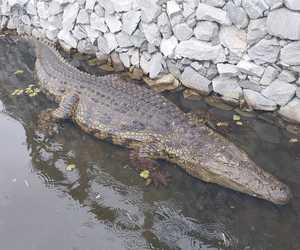 Meet Marli - Crocodile of the Week