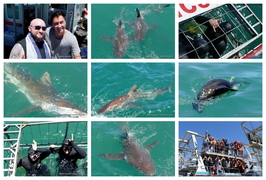Daily Blog: 09 November 2023 | Shark Cage Diving in South Africa