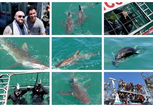 Daily Blog: 09 November 2023 | Shark Cage Diving in South Africa