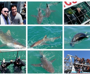 Daily Blog: 09 November 2023 | Shark Cage Diving in South Africa